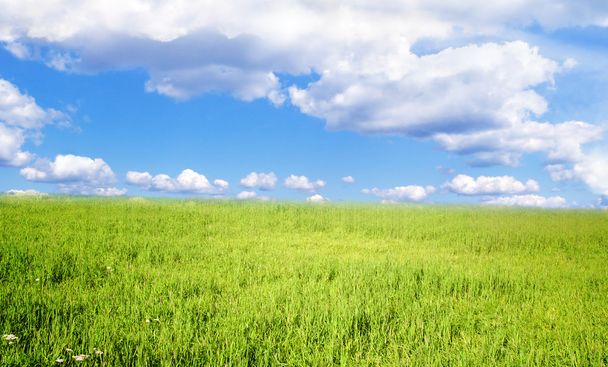 Campo de hierba bajo el cielo azul
. - Foto, imagen