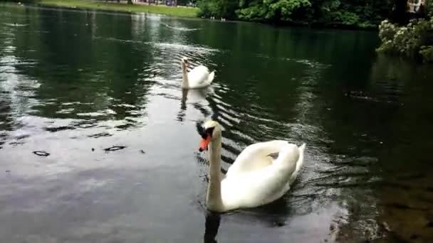 Two white swans. - Footage, Video