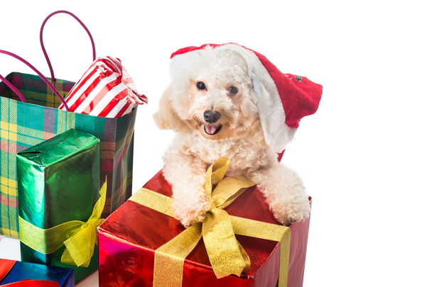 Smiling poodle puppy in Santa costume with abundant Christmas gi - Zdjęcie, obraz