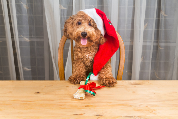 Concepto de perro emocionado en el sombrero de Santa con regalo de Navidad en tabl
 - Foto, imagen