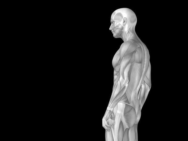 Anatomie Oberkörper mit Muskeln - Foto, Bild