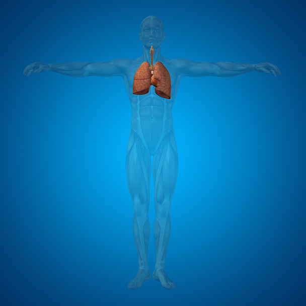 Концепция или концептуальная дыхательная система
 - Фото, изображение