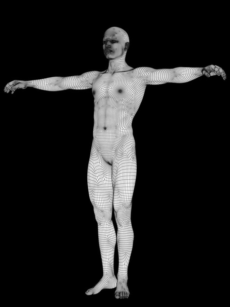 Valkoisesta langallisesta kehyksestä tehty anatomia
 - Valokuva, kuva