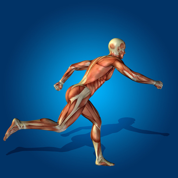 insan anatomisi vücut kasları ile - Fotoğraf, Görsel
