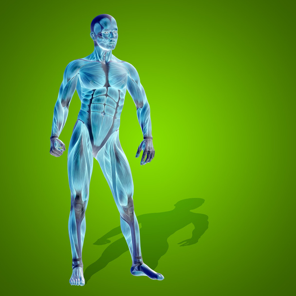 Anatomi vücut kasları ile - Fotoğraf, Görsel