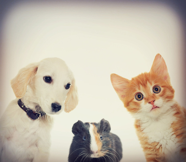 group of pets - Photo, Image
