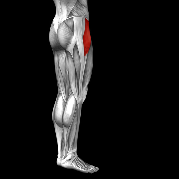 human upper legs anatomy - Photo, Image