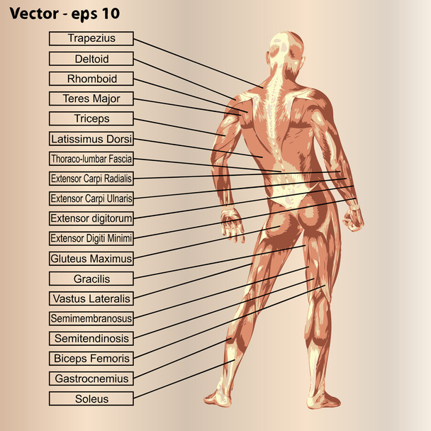 筋肉とテキストを含む解剖学 - ベクター画像