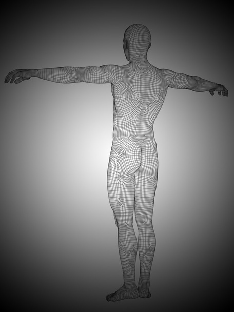 muscular man anatomy - Foto, imagen