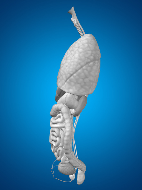 órganos abdominales o torácicos internos
 - Foto, Imagen