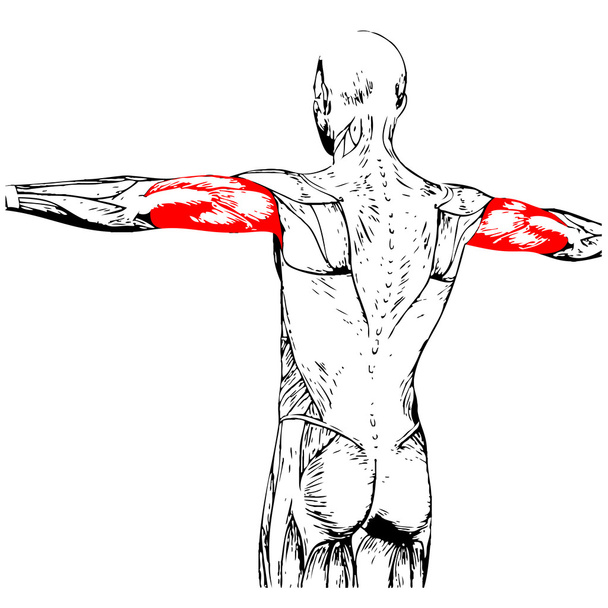 Tríceps anatomía humana
 - Foto, Imagen