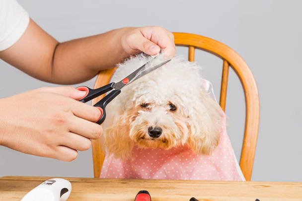 Concetto di pelliccia di cane barboncino essere tagliato e curato in salone
 - Foto, immagini