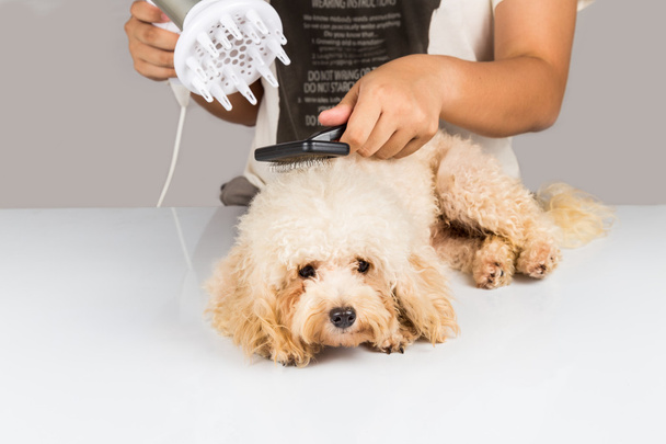 Pele de cão poodle molhada sendo soprada seca e noivo após o banho no salão
 - Foto, Imagem