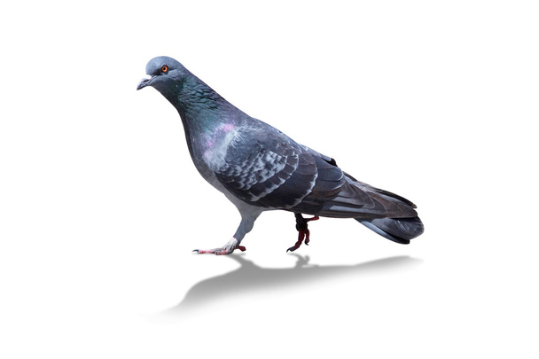 pigeon - Photo, Image