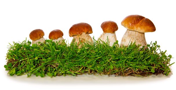 Five porcini mushrooms isolated. - Zdjęcie, obraz