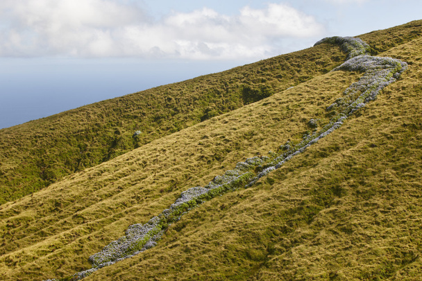 Paesaggio delle Azzorre con prati verdi e ortensie a Faial isla
 - Foto, immagini