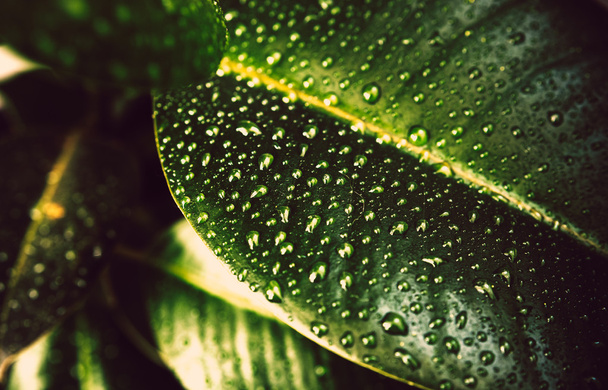 groene bladeren - Foto, afbeelding