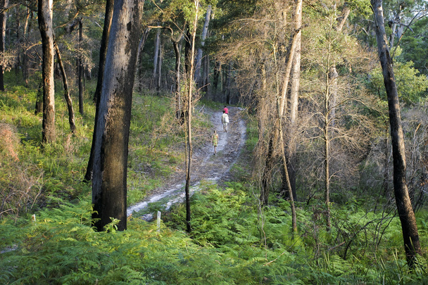 Прогулка по Национальному парку Бушери. NSW. Австралия
 - Фото, изображение