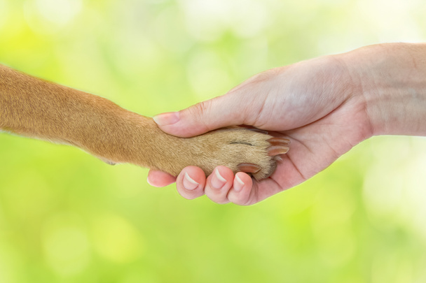 Ystävyys ihmisen ja koiran välillä - kättely ja kädenpuristus
 - Valokuva, kuva