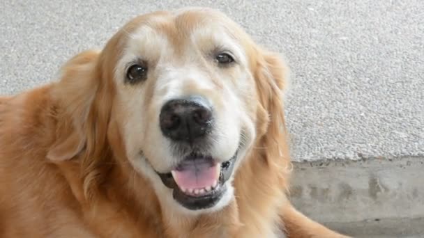 Mutlu golden retriever evcil köpek gülümsüyor ve 1920 x 1080 Hd kalitesinde nefes nefese. - Video, Çekim