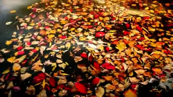 Suché listy plovoucí na barevné vlny vody, barevné efekty - Záběry, video