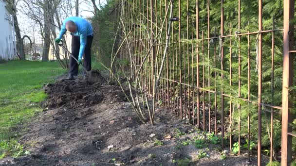 Férfi Kertész virág ágy talaj Föld közelében emelkedett hajtások ásni. 4k - Felvétel, videó