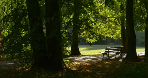 Empty Bench at The Park Alley Footpath Tree Trunks Sun Rays Through the Leaves Crowns Swaying Branches Breeze Summer Sunny Day Green Grass Outdoors - 映像、動画