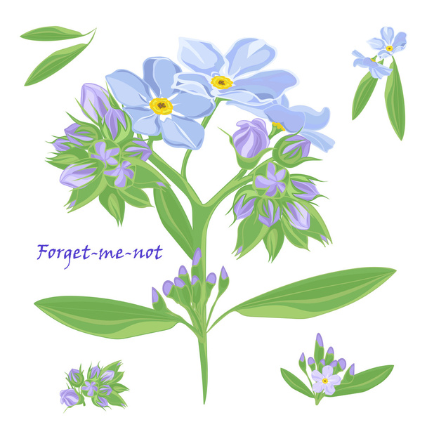 Set of bouquet beautiful forget-me-not flowers - Vector, Image