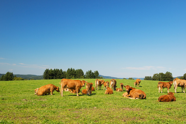 Limousin cows - Zdjęcie, obraz