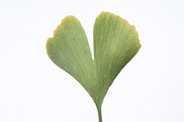 ginkgo biloba leaf - Photo, Image