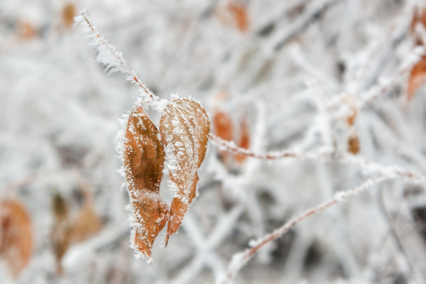 Winter leaves in frost - Zdjęcie, obraz