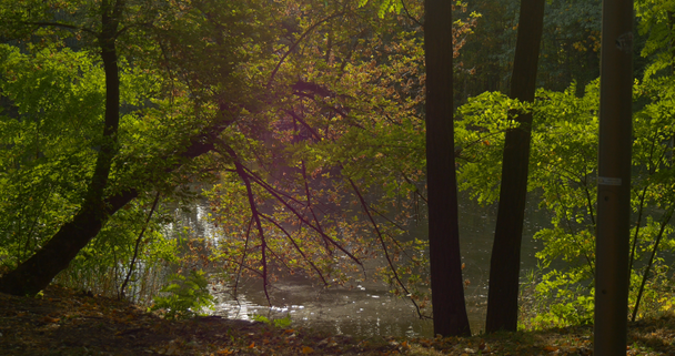 木の下に水の波紋の影への川の道の斜面は、水晴れの日ウッドランド夏に反射する木のクラウン湖池新鮮な緑の木の空の反射 - 映像、動画
