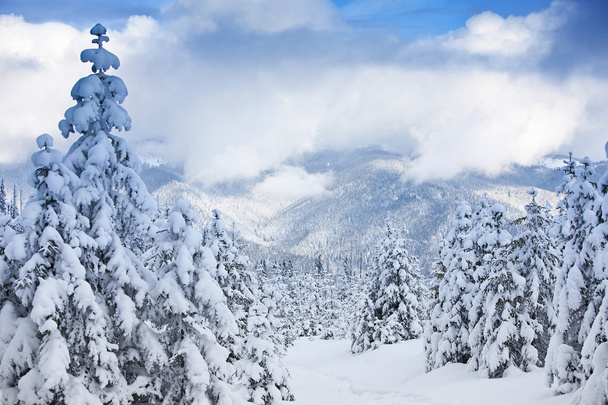 Carpathian winter mountains - Foto, Imagen