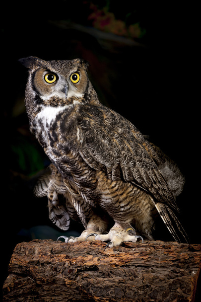 Studio shot of horned owl. - Foto, afbeelding