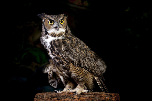 Horned owl portrait. - Foto, Bild