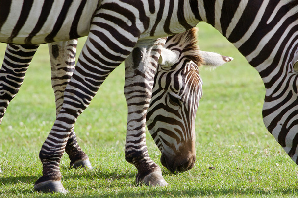 Krásné pozadí s dvěma zebry - Fotografie, Obrázek
