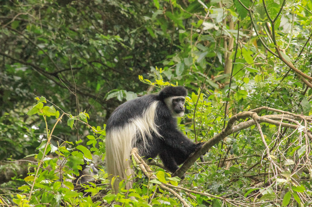 Colobus Monkey Tanzania - Фото, зображення