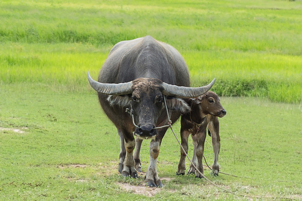 Buffalo thaïlandais
 - Photo, image