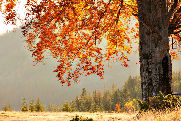 őszi színek fa napsütéses napon - Fotó, kép