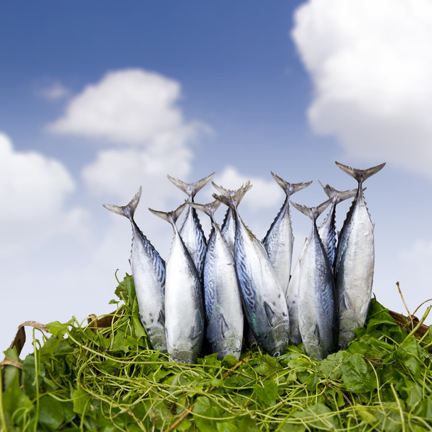Peces de atún fresco en cesta
 - Foto, imagen