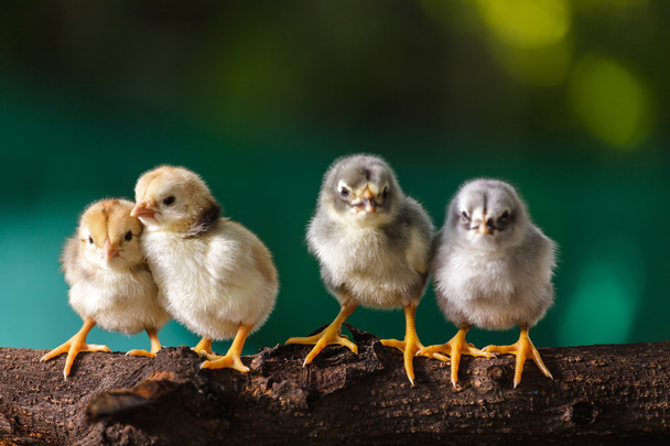 Lindos polluelos en la naturaleza de fondo
 - Foto, imagen