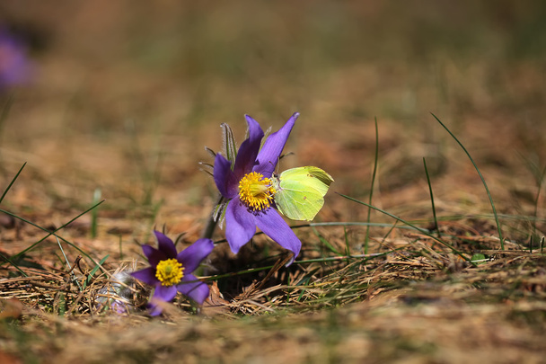Kevät violetti villi metsä kukka pasqueflower lähikuva
 - Valokuva, kuva