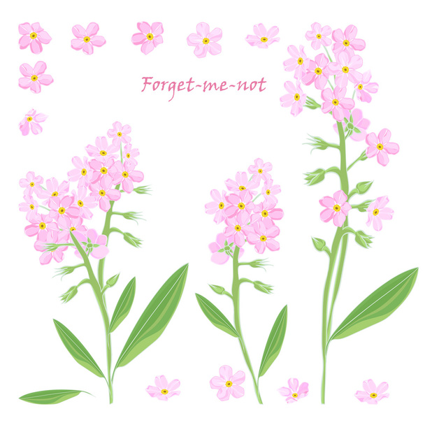 Aantal boeket mooie roze forget-me-not bloemen - Vector, afbeelding