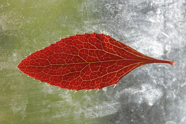 Hoja roja en un windowpane sucio al sol - Foto, Imagen