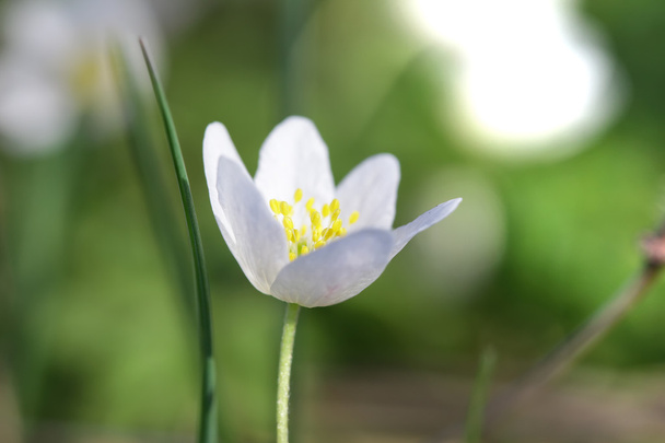 Δάσος λουλούδι λευκόιο ανεμώνη nemorosa - Φωτογραφία, εικόνα