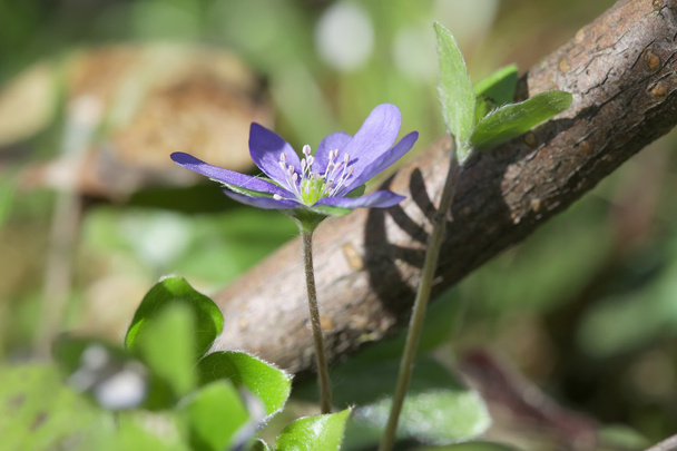 Villimetsän kukat Hepatica lähikuva
 - Valokuva, kuva