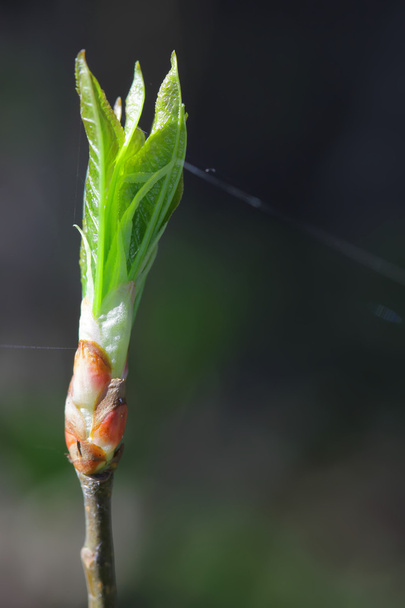 The sprout of a tree, blossoming spring bud - Photo, Image