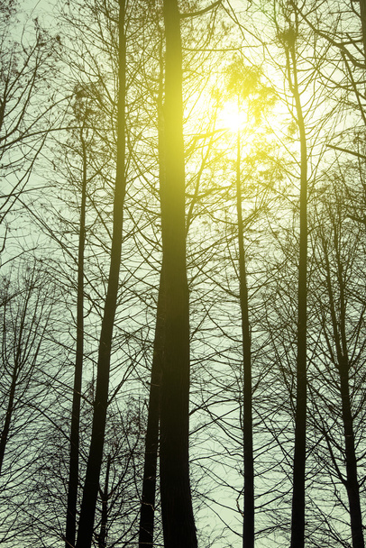 Güneş sedir orman - Fotoğraf, Görsel