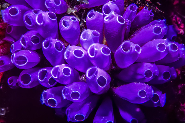 Sininen kello Tunicates
 - Valokuva, kuva