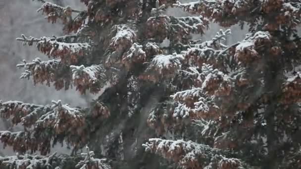Abeto en una tormenta de nieve
 - Imágenes, Vídeo